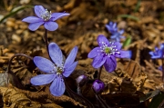 ANTICIPO DI PRIMAVERA - marzo 2012 - FOTOGALLERY