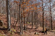 Martedì 01 Novembre – Appenino Ligure-Piacentino - FOTOGALLERY