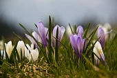 Relax ai Piani dell'Avaro con crocus e marmottine domenica 17 aprile 2011 - FOTOGALLERY