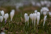 Relax ai Piani dell'Avaro con crocus e marmottine domenica 17 aprile 2011 - FOTOGALLERY