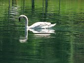 10_Cigno