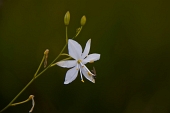 15_Fiore