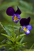 19_Viole