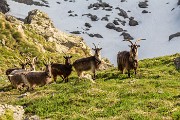 Domenica 07 Giugno 2015 – Cà San Marco – Rifugio Benigni - FOTOGALLERY