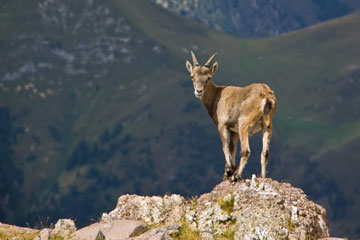 Cinquina orobica: Cabianca, Valrossa, Monte dei Frati, Pizzo Torretta, Pizzo del Becco il 28 agosto 2010 - FOTOGALLERY