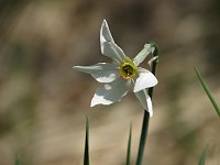 06_Narciso