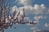 04_fioritura