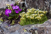 22_Fiori