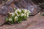 24_Fiori