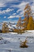 49_Cavallo