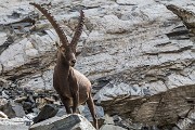 _MG_1584