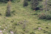 _MG_0976