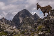 _MG_1118