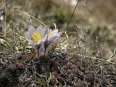 36_Fiorellini
