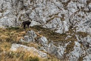 Grigna-18