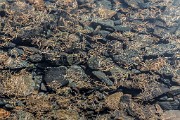 _MG_9098