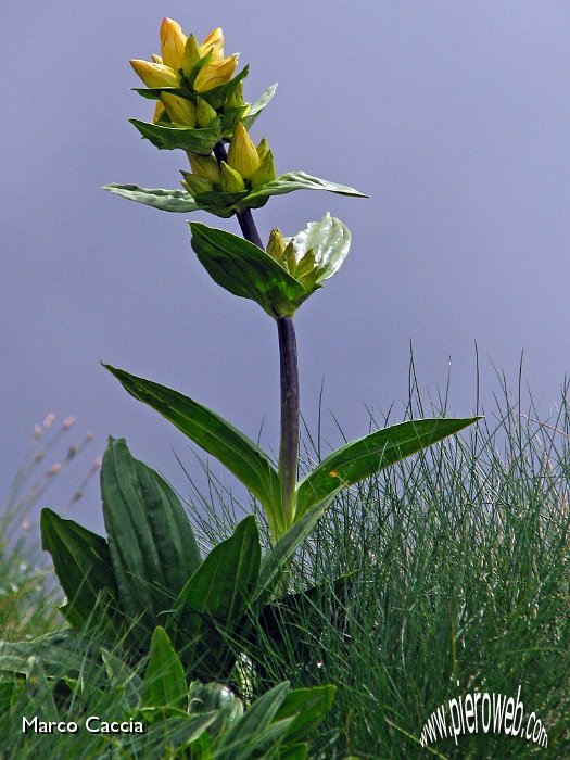 31_Genziana.jpg