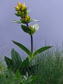 31_Genziana
