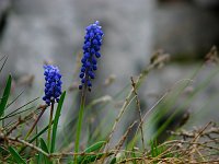 11_Muscari botryoides 