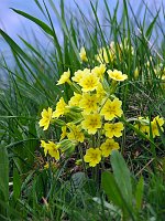 12_Primula gialla