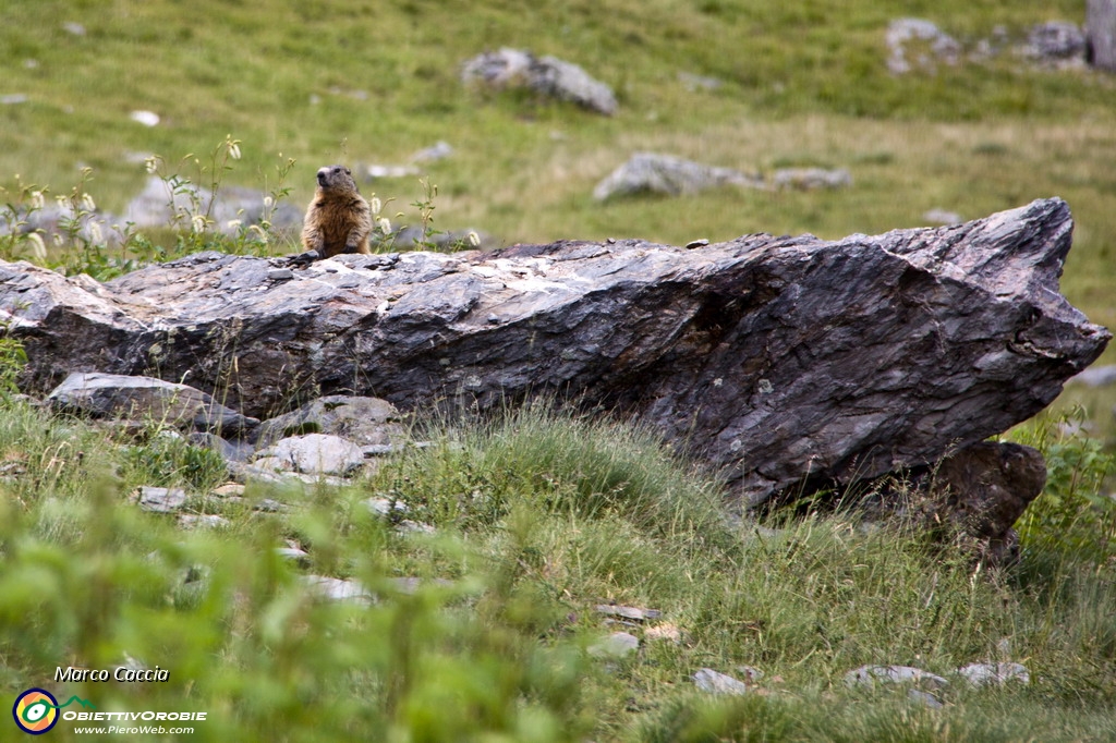 03_Marmotta.JPG