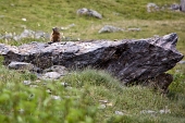 Da Carona al Rifugio Longo e al Passo della Selletta, sabato 23 luglio 2011 - FOTOGALLERY