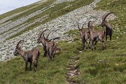 Domenica 24 luglio – M.te Masoni – Pes Gerna  - FOTOGALLERY