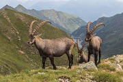 _MG_9386