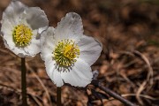 Sabato 31 Dicembre 2016 – M.te Menna - FOTOGALLERY