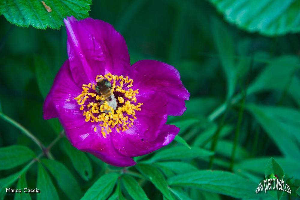 08_Peonia.jpg