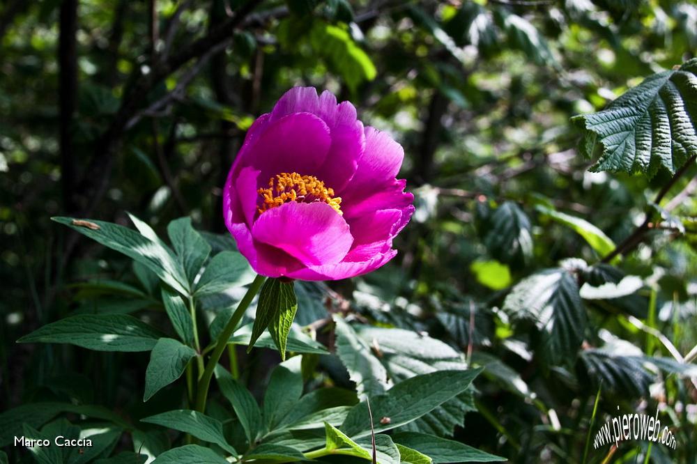 12_Peonia.jpg