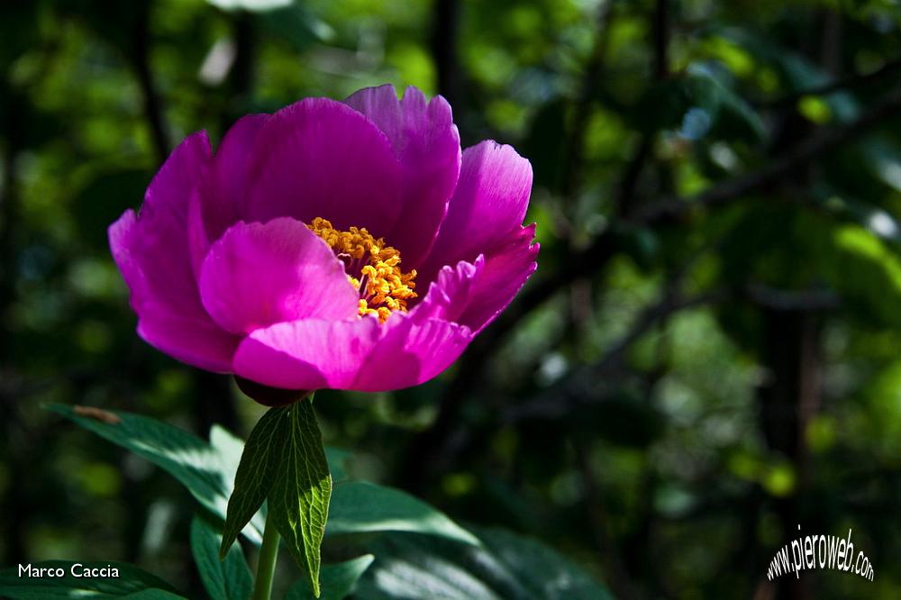 13_Peonia.jpg