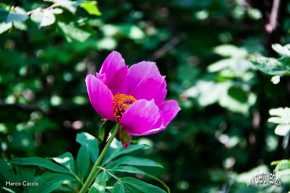 14_Peonia.jpg