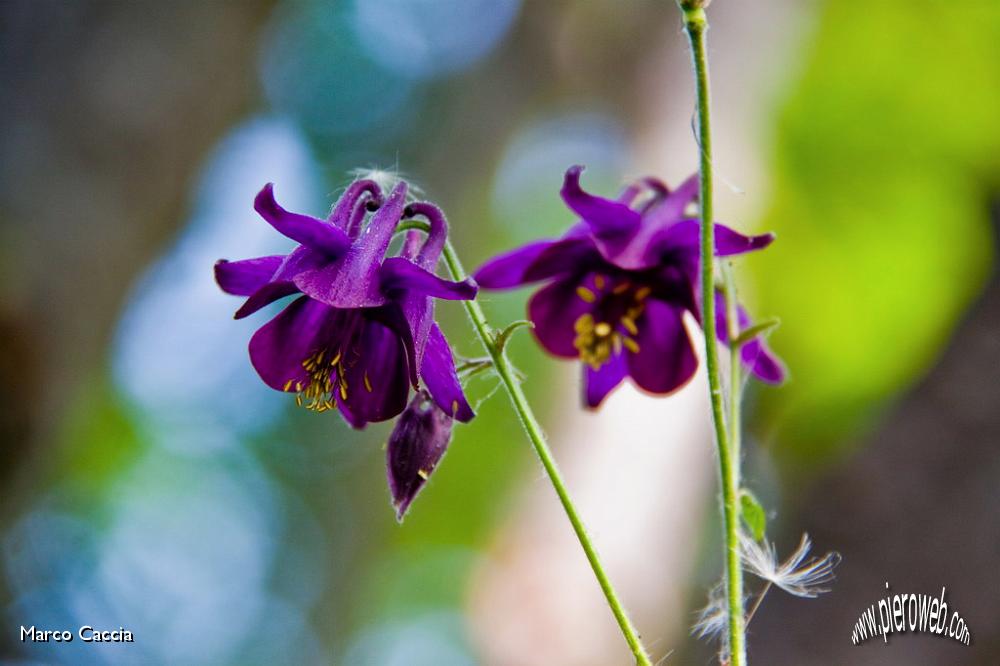 15_Aquilegia.jpg