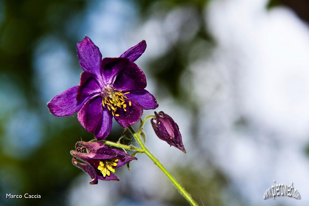 16_Aquilegia.jpg