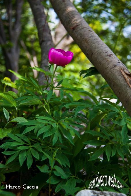 38_Peonia.jpg