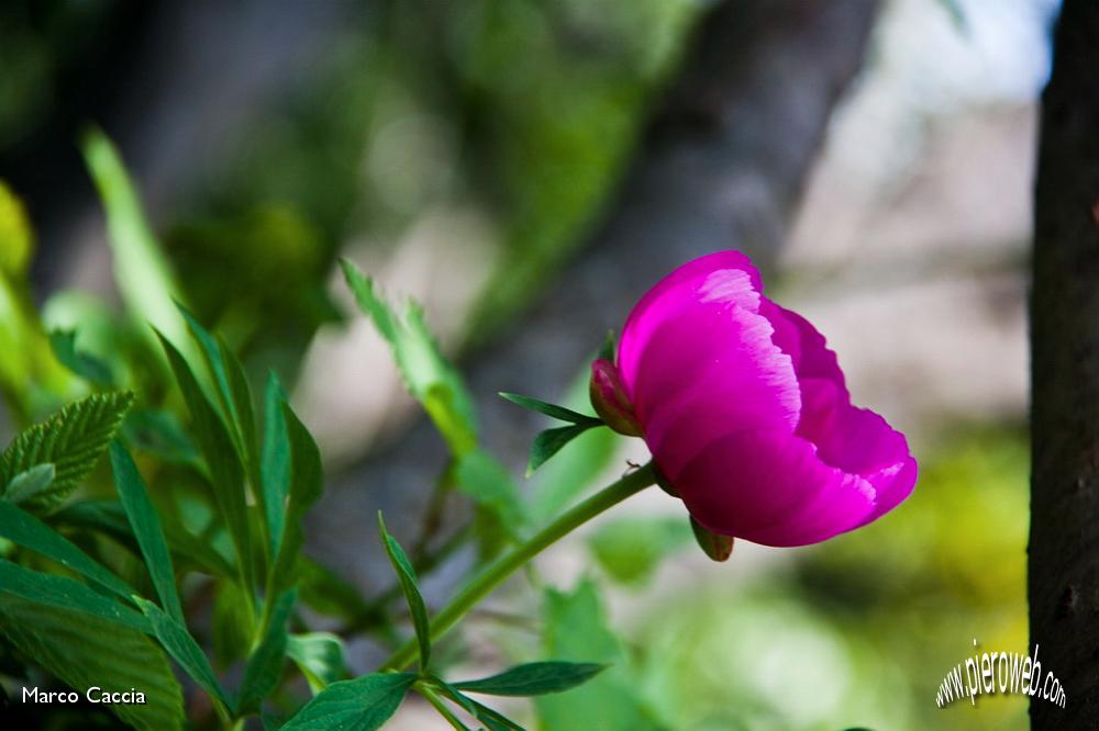 39_Peonia.jpg