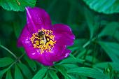 08_Peonia