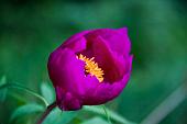 09_Peonia