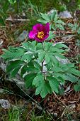 10_Peonia