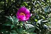 12_Peonia