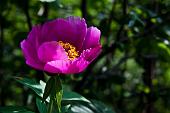 13_Peonia
