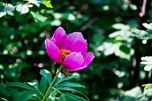 14_Peonia