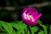 37_Peonia