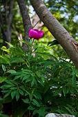 38_Peonia