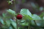 44_Fragolina