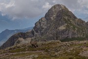 Sabato 25 Luglio 2015 – Anello tra vette e rifugi di Ornica - FOTOGALLERY