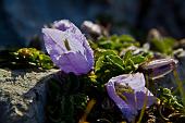 23_Fiori