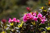 46_Rododendro