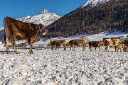 Sabato 21 Gennaio 2017 – Pizzet - FOTOGALLERY